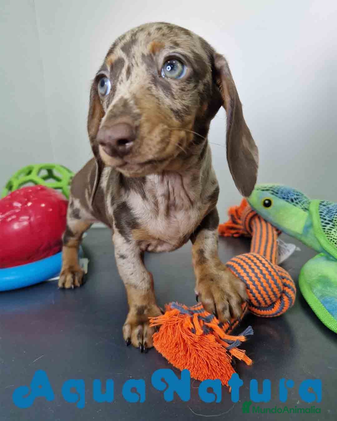 Teckel Miniatura perros en venta: Teckel Hembra DCD 5758 AQUANATURA - Imagen 5