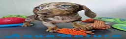 Teckel Miniatura perros en venta: Teckel Hembra DCD 5758 AQUANATURA - Anuncio 5