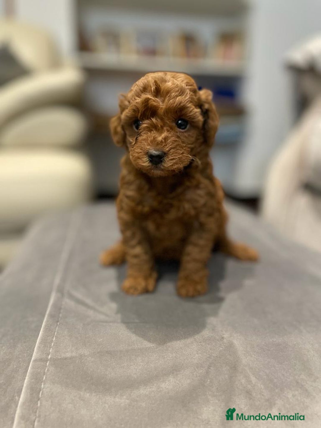 Caniche Toy perros en venta: caniche toy - Imagen 1