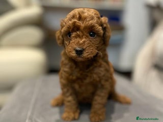 Caniche Toy perros - Anuncio 1