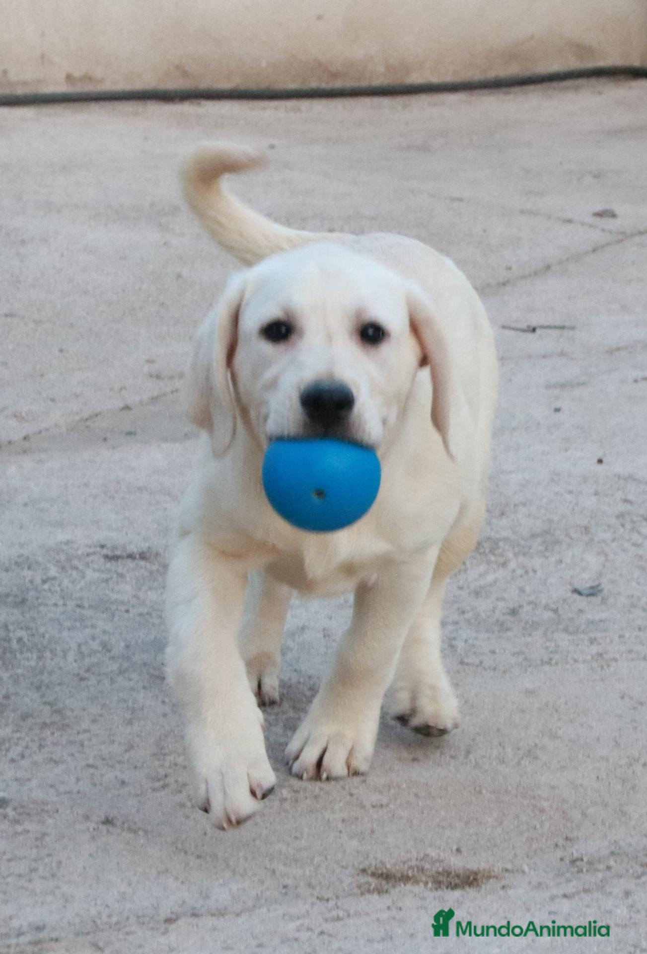 Labrador Retriever perros en venta: Cachorros labrador retriever amarillos  - Anuncio 1