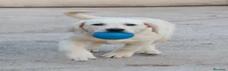 Labrador Retriever perros en venta: Cachorros labrador retriever amarillos  - Anuncio 1