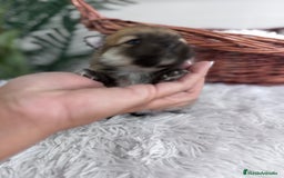 Pomerania perros en venta: POMERANIA HEMBRA - Imagen 4