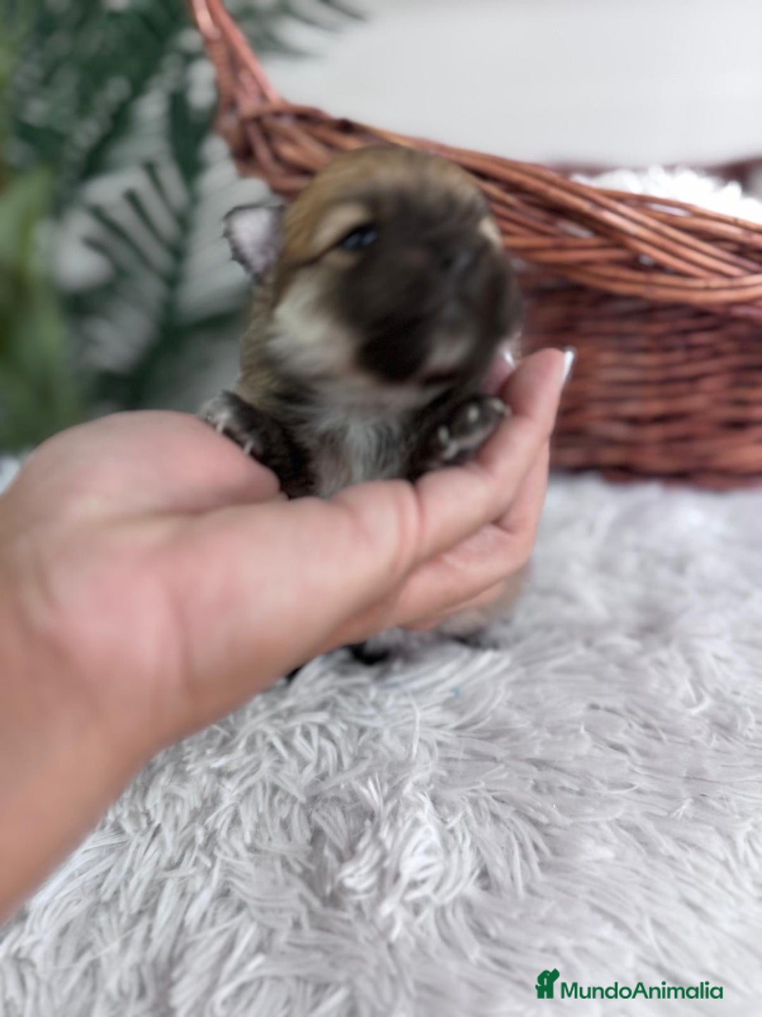 Pomerania perros en venta: POMERANIA HEMBRA - Imagen 4