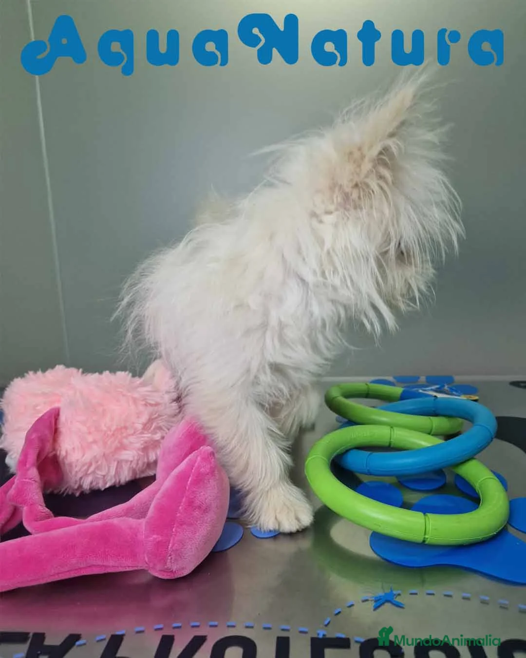 Raza Mixta perros en venta: Havapom Macho 4562 AQUANATURA - Anuncio 6