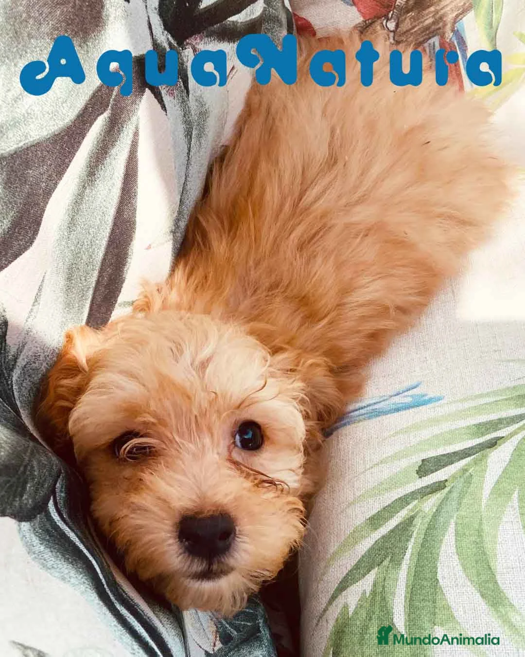 Caniche Toy perros en venta: Havapoo Macho de Haya y Alejo 6887 - AQUANATURA en Barcelona - Anuncio 6