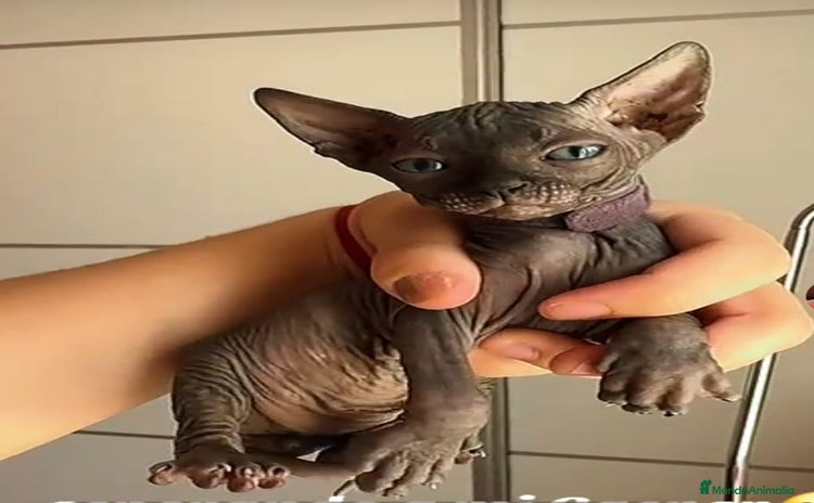 Sphynx gatos - Anuncio 1
