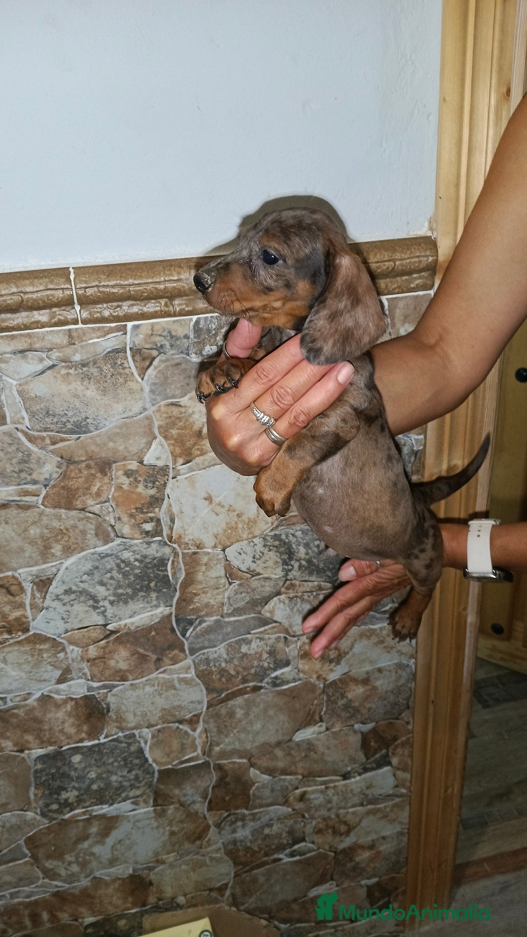 Teckel perros en venta: Teckel macho - Imagen 4
