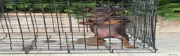 Terrier Alemán de Caza perros en venta: Cachorro Jagd terrier chocolate  - Anuncio 3