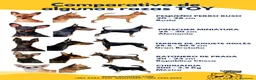Gos Rater Valencià perros en venta: Gos Rater valencia en caraby  - Anuncio 6