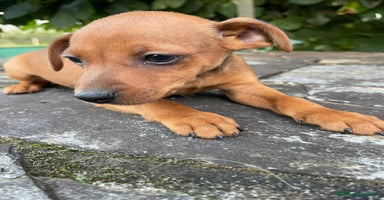 Pinscher Miniatura perros - Anuncio 1