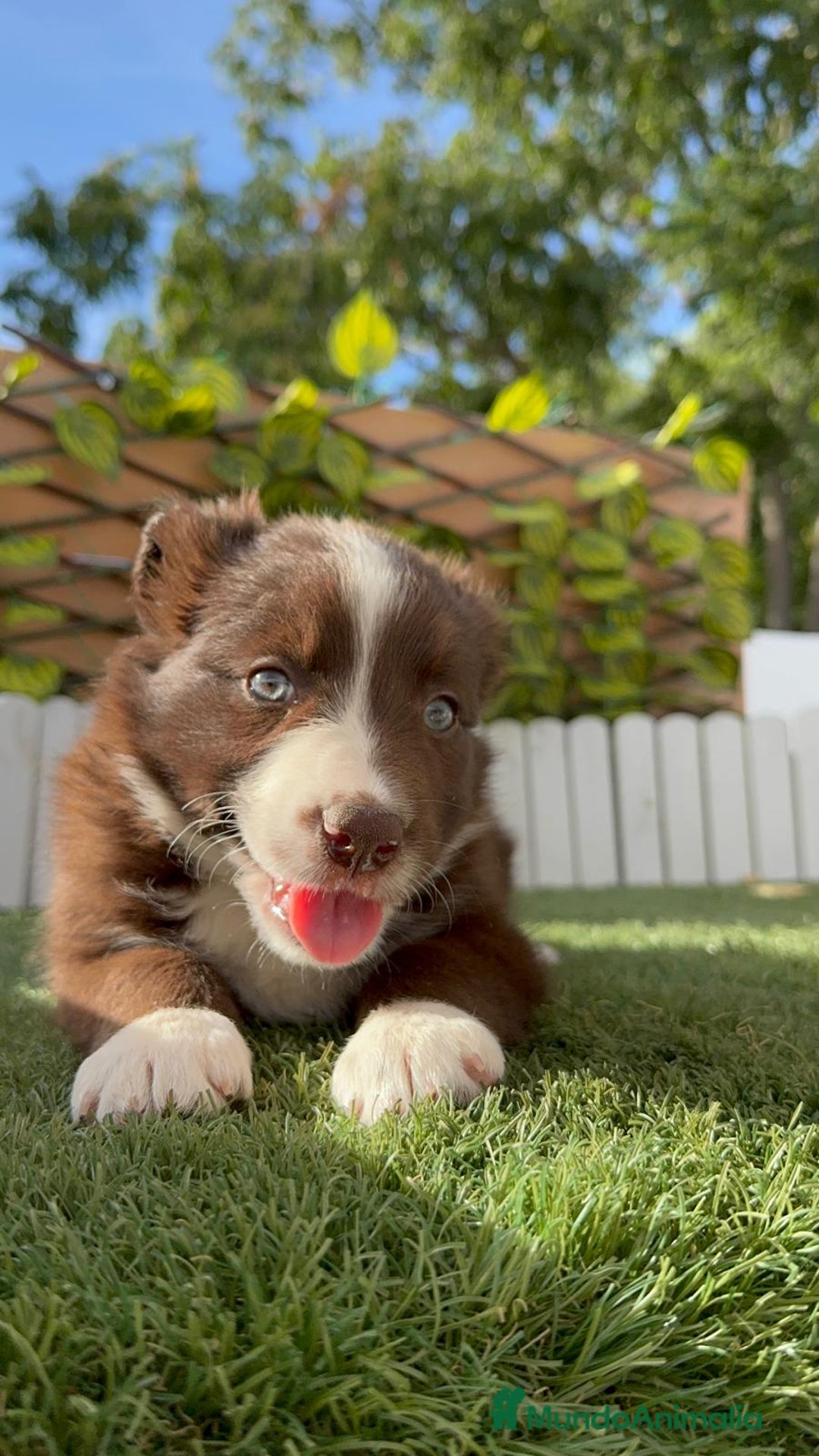Border Collie perros en venta: BORDER COLLIE HEMBRA CHOCOLATE - Imagen 20