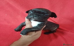 Bulldog Francés perros en venta: Bulldog Francés  - Imagen 1