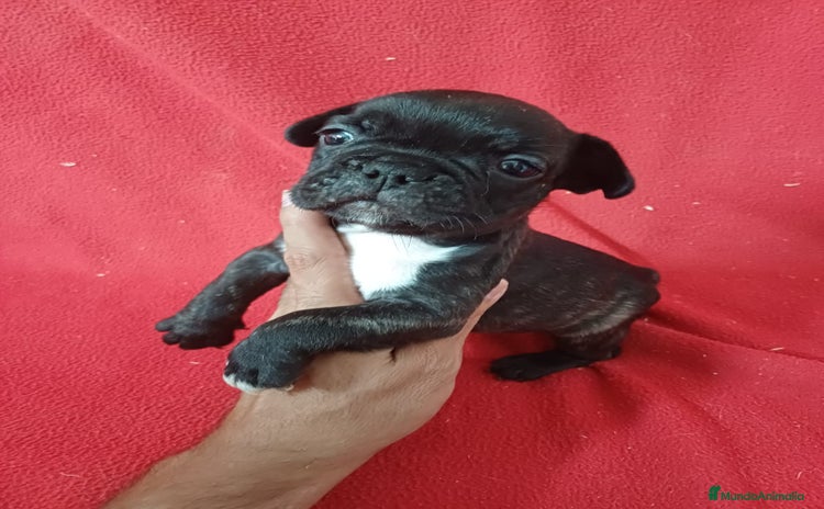 Bulldog Francés perros - Anuncio 2