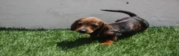 Teckel Miniatura perros en venta: Teckel Miniatura  - Anuncio 15