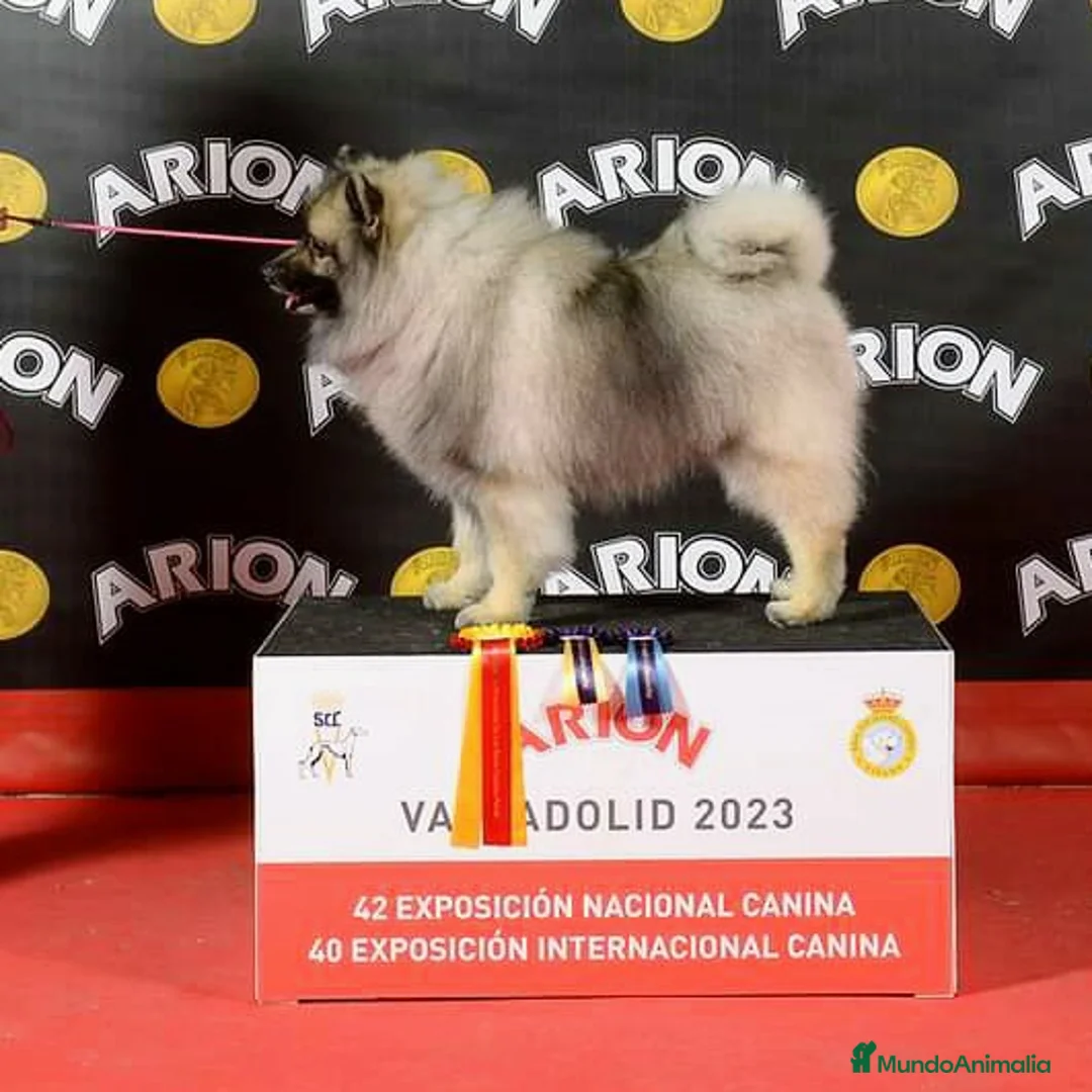 Imagen de galería {{count}}