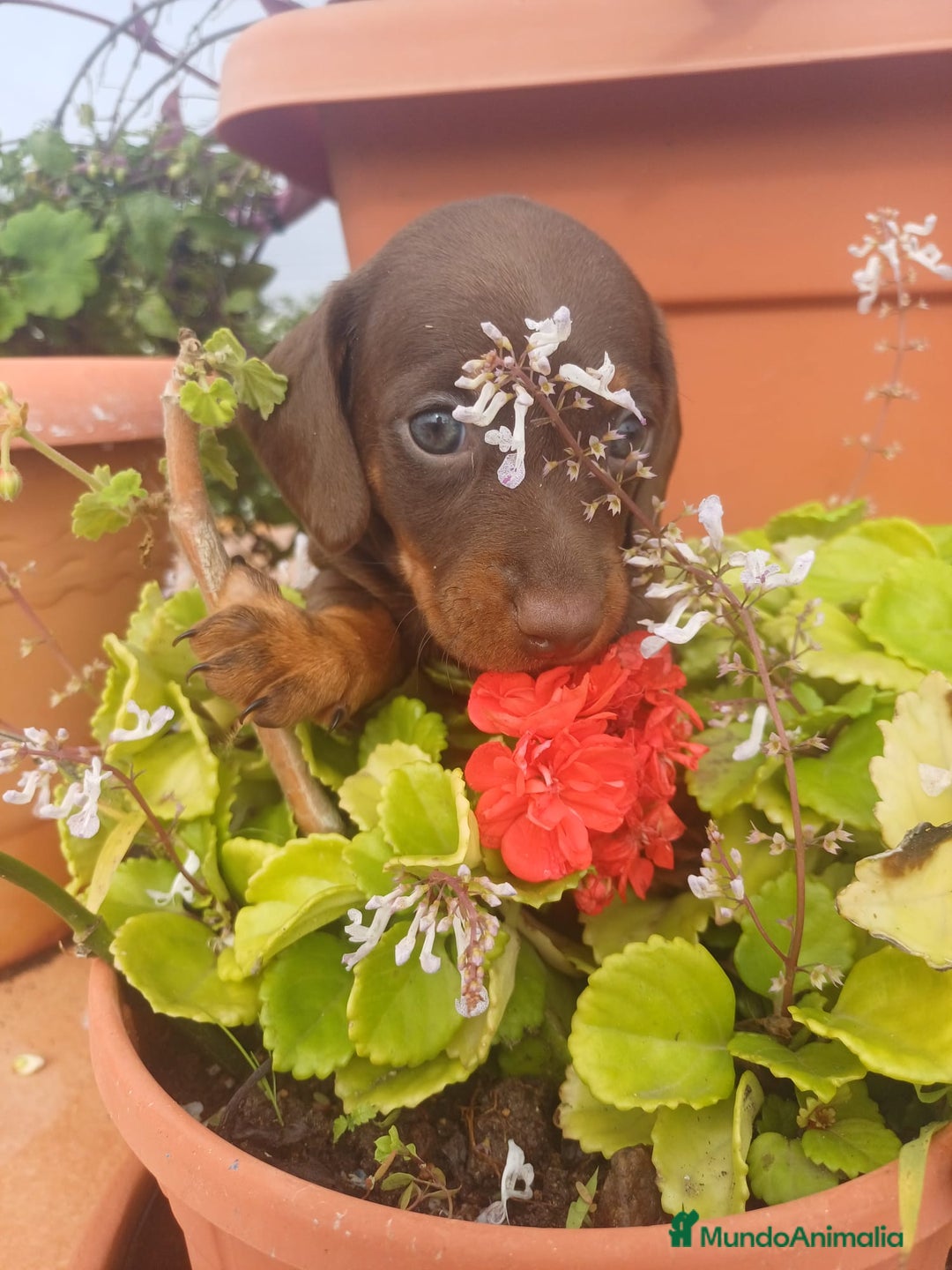 Teckel perros en venta: Hembra kaninchen  - Anuncio 3