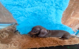 Teckel perros en venta: Teckel kaninchen hembra  - Imagen 4