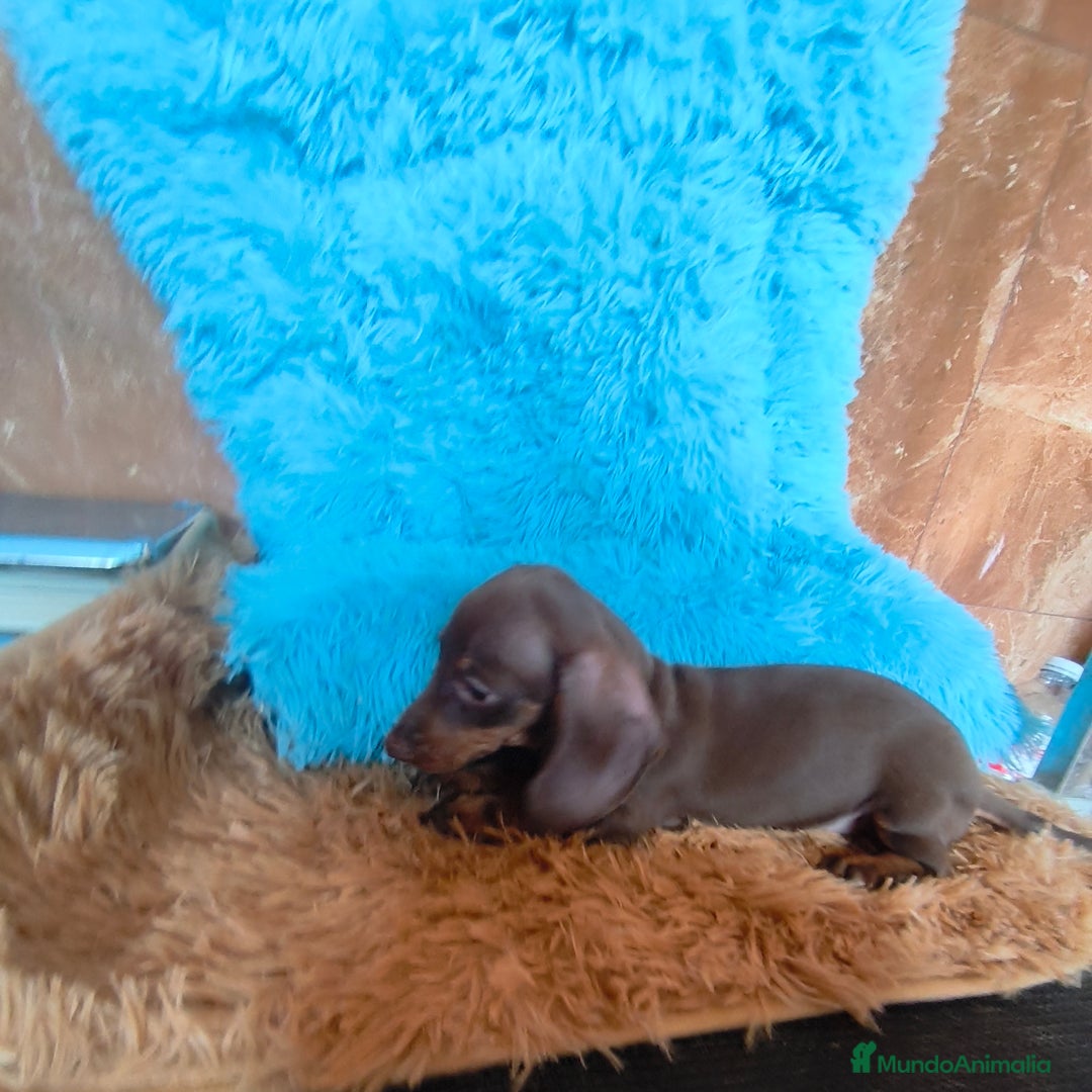 Teckel perros en venta: Teckel kaninchen hembra  - Imagen 4