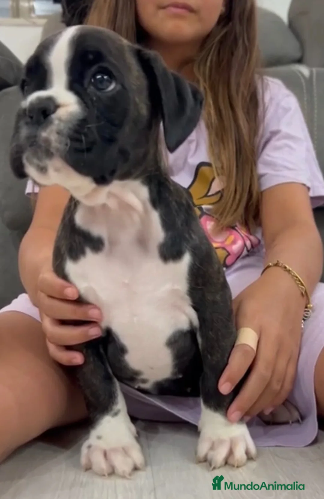 Boxer perros en venta: Boxer atigrado  - Anuncio 2