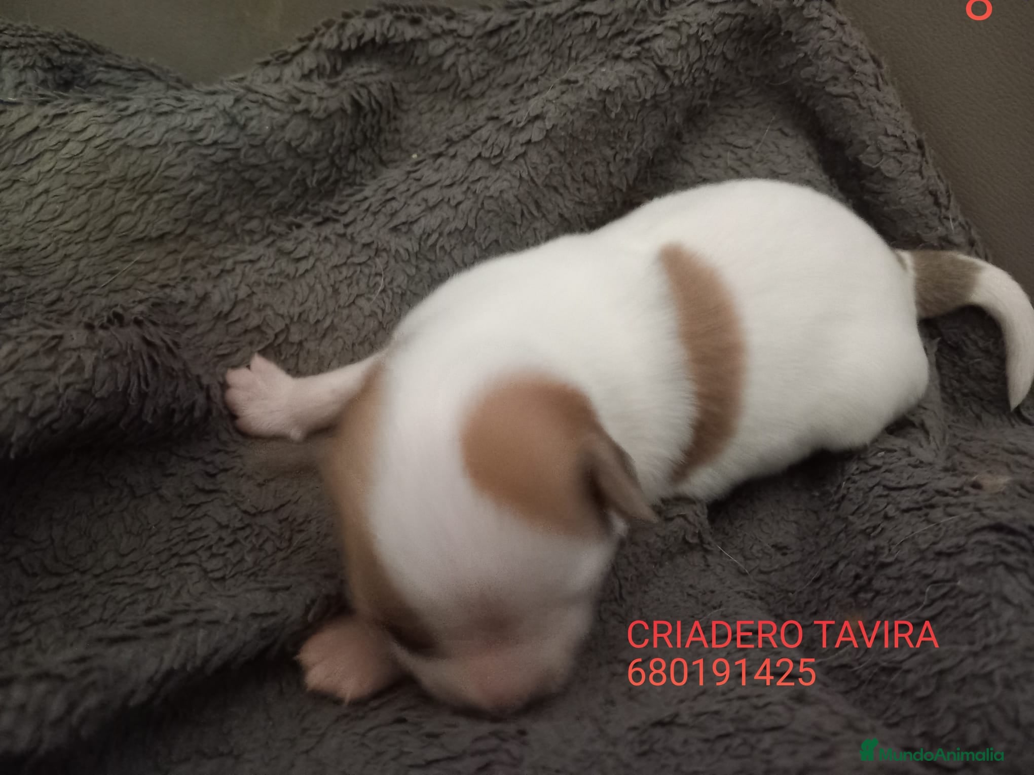Perro Crestado Chino perros Crestado Chino con pelo Blanco Macho - Anuncio 7