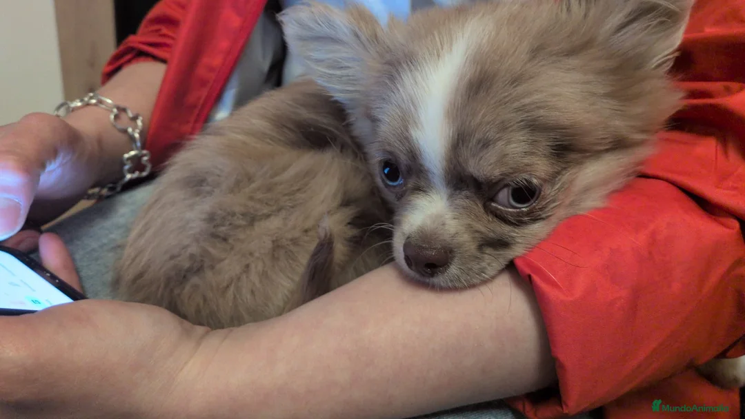 Chihuahua perros en venta: Chihuhua macho pelo largo - Anuncio 1