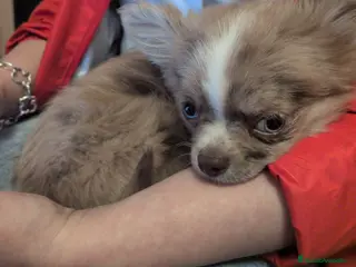 Chihuahua perros Chihuhua macho pelo largo - Anuncio 1