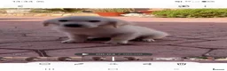 Golden Retriever perros en venta: PRECIO REAL Cachorro golden retriever  - Anuncio 2