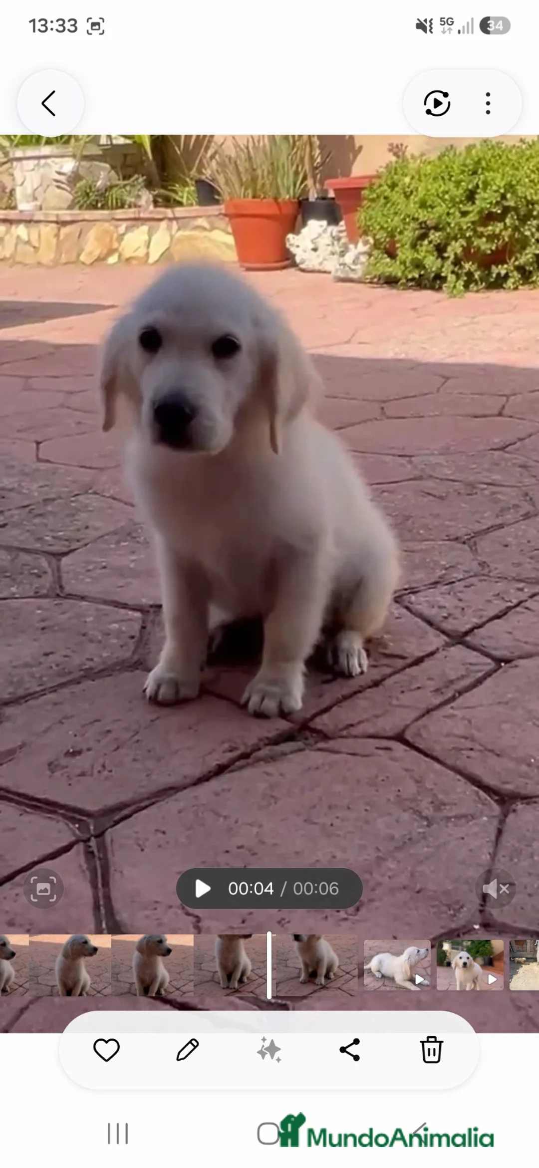Golden Retriever perros en venta: PRECIO REAL Cachorro golden retriever  - Anuncio 2