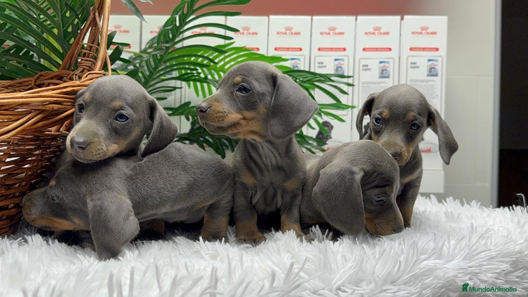 Teckel Miniatura perros en venta: TECKEL MINIATURA BLUE AND TAN - Anuncio 12