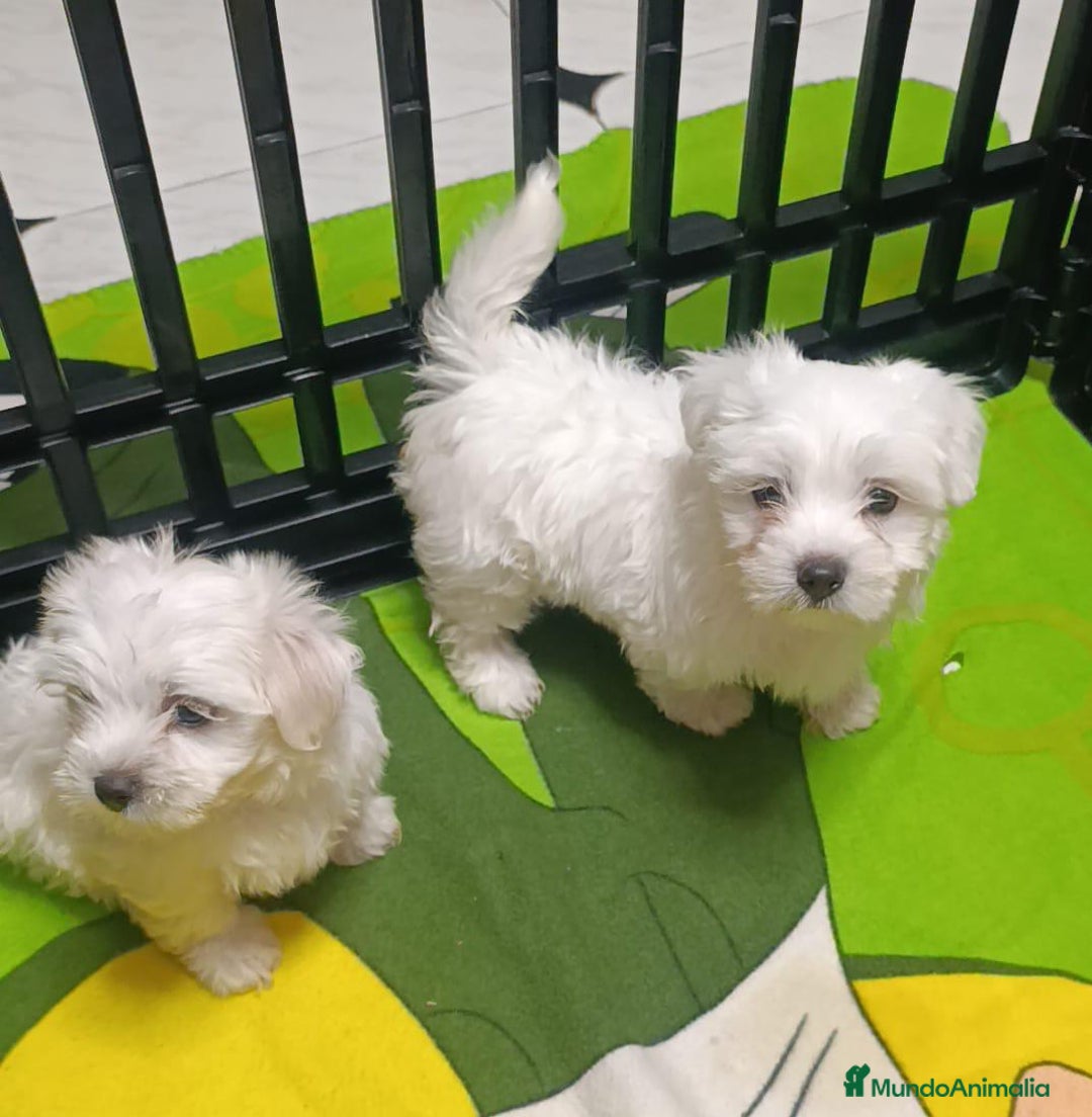 Bichón Maltés perros en venta: CAMADA DE BEBE BICHON MALTES - Imagen 1