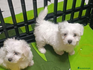 Bichón Maltés perros - Anuncio 39