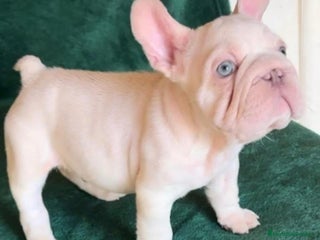 Bulldog Francés perros - Anuncio 8