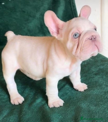 Bulldog Francés perros - Anuncio 16