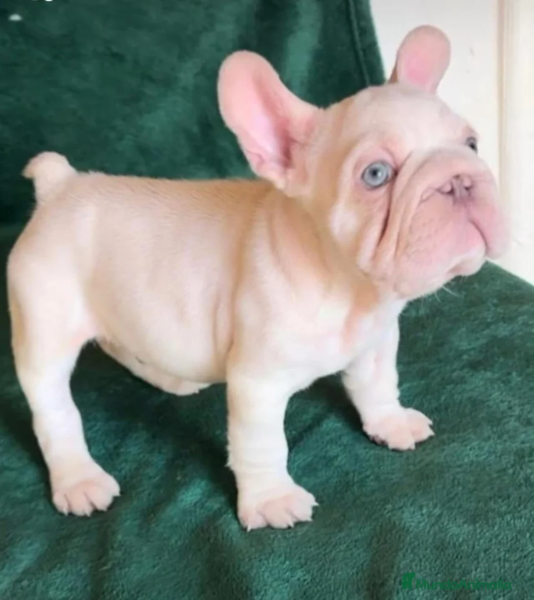 Bulldog Francés perros en venta: BULLDOG FRANCES MADRID - Anuncio 1
