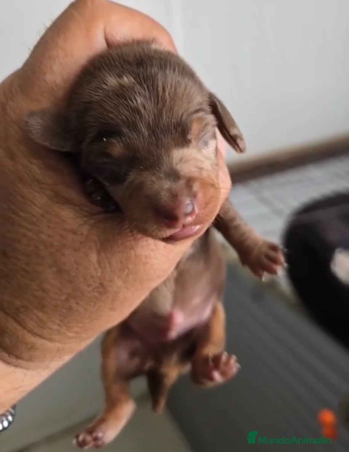 Teckel Miniatura perros Teckel miniatura arlequín chocolate 🩵🐾 - Anuncio 2