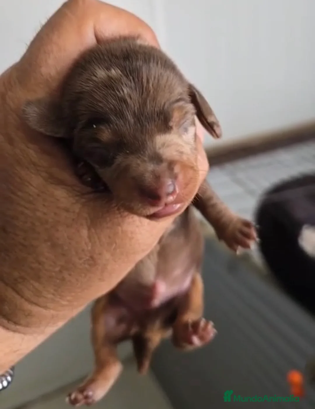 Teckel Miniatura perros en venta: Teckel miniatura arlequín chocolate 🩵🐾 - Anuncio 1