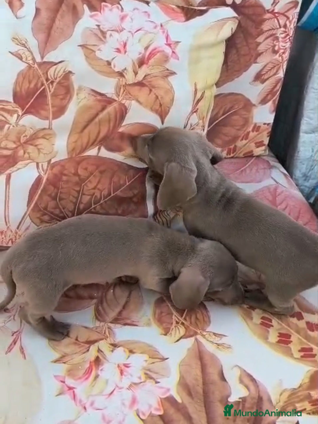 Teckel perros Teckel Mini - Anuncio 2