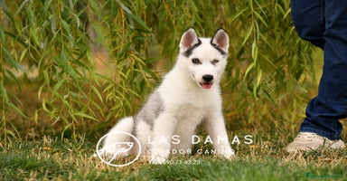 Husky Siberiano perros - Anuncio 9