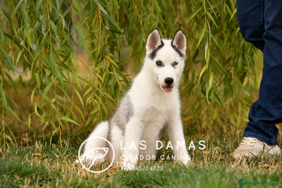 Husky Siberiano perros en venta: Husky siberiano disponibles - Imagen 2