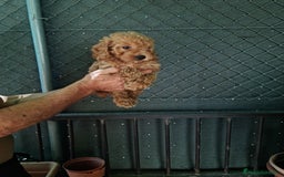 Caniche Toy perros en venta: Caniche toy - Imagen 3