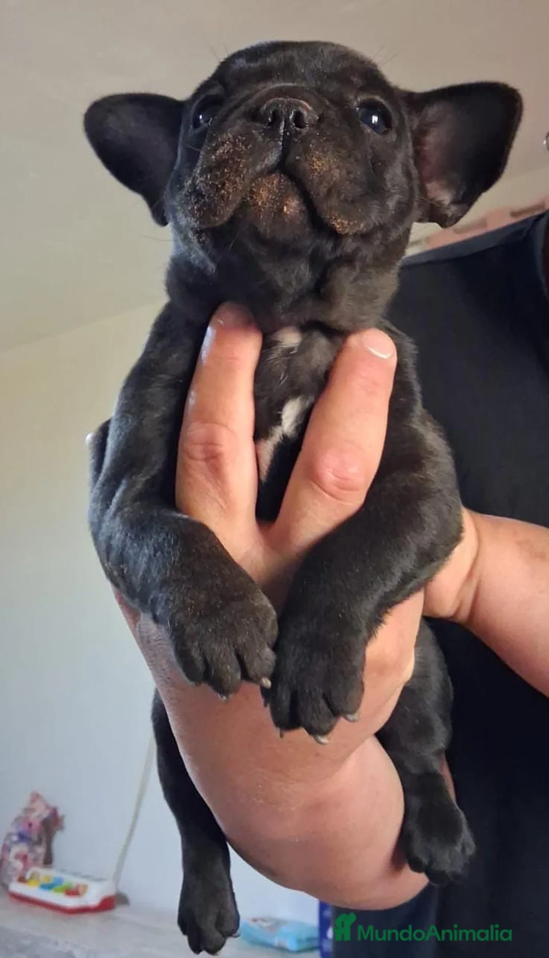 Bulldog Francés perros en venta: Bulldog francés 641387649  - Anuncio 2