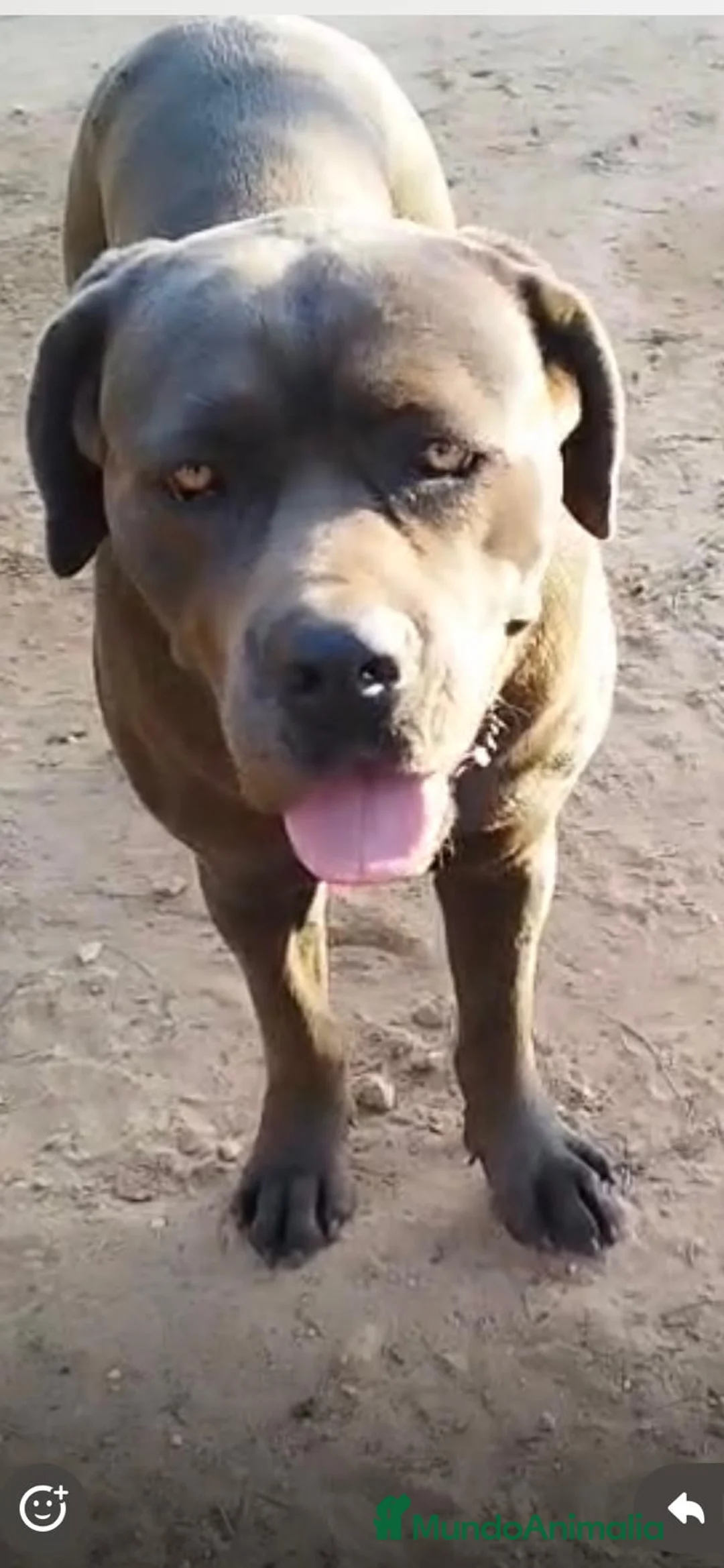 Cane Corso perros en venta: Disponible Cane Corso de Calidad  - Anuncio 6