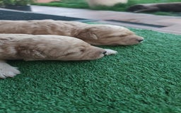 Perro de Agua Español perros en venta: Camada de perros de agua - Imagen 2