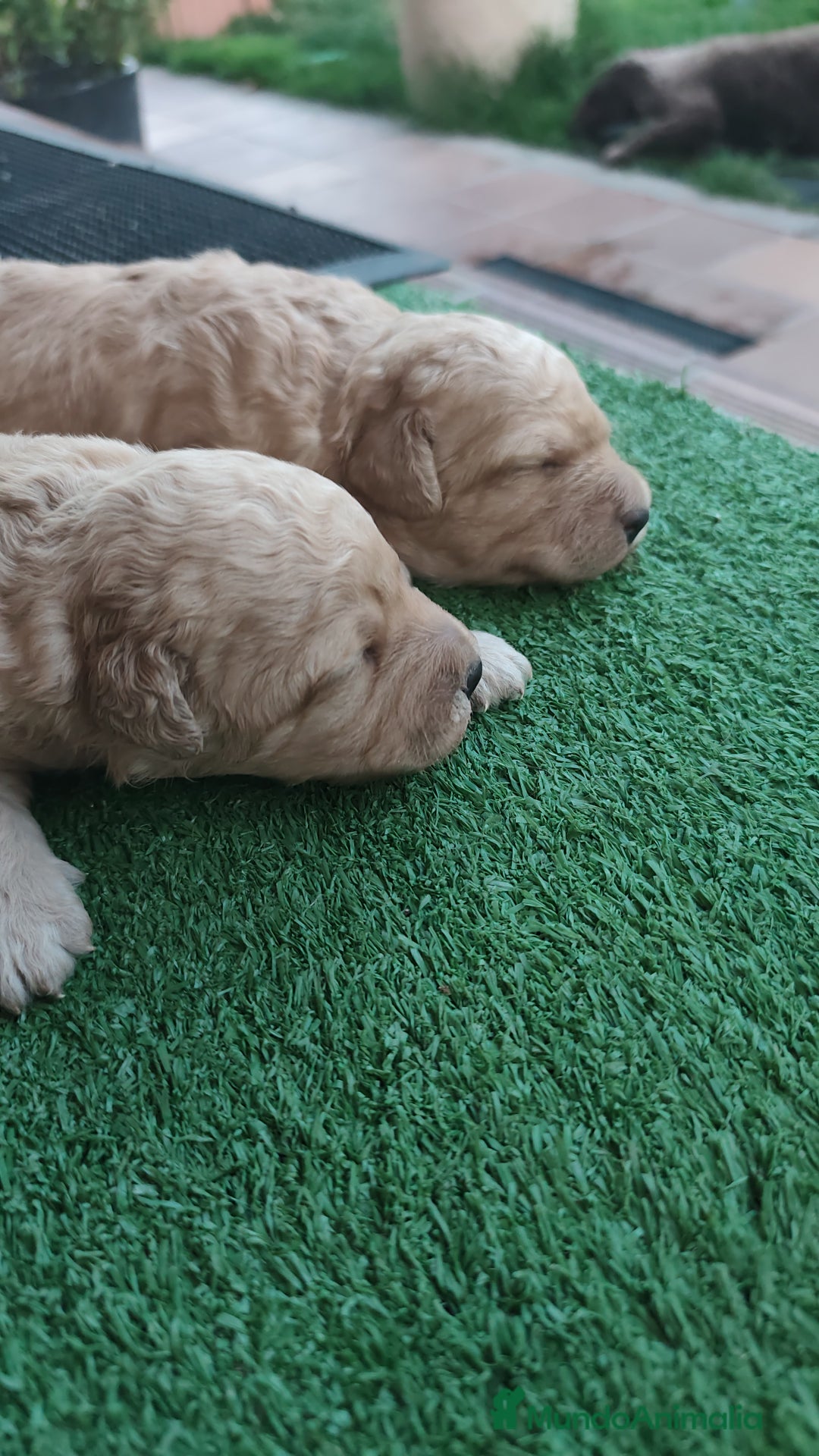 Perro de Agua Español perros en venta: Camada de perros de agua - Imagen 2