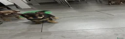 Chihuahua perros en venta: Cachorros de Chihuahua 🐾🐶 en Alicante - Anuncio 3