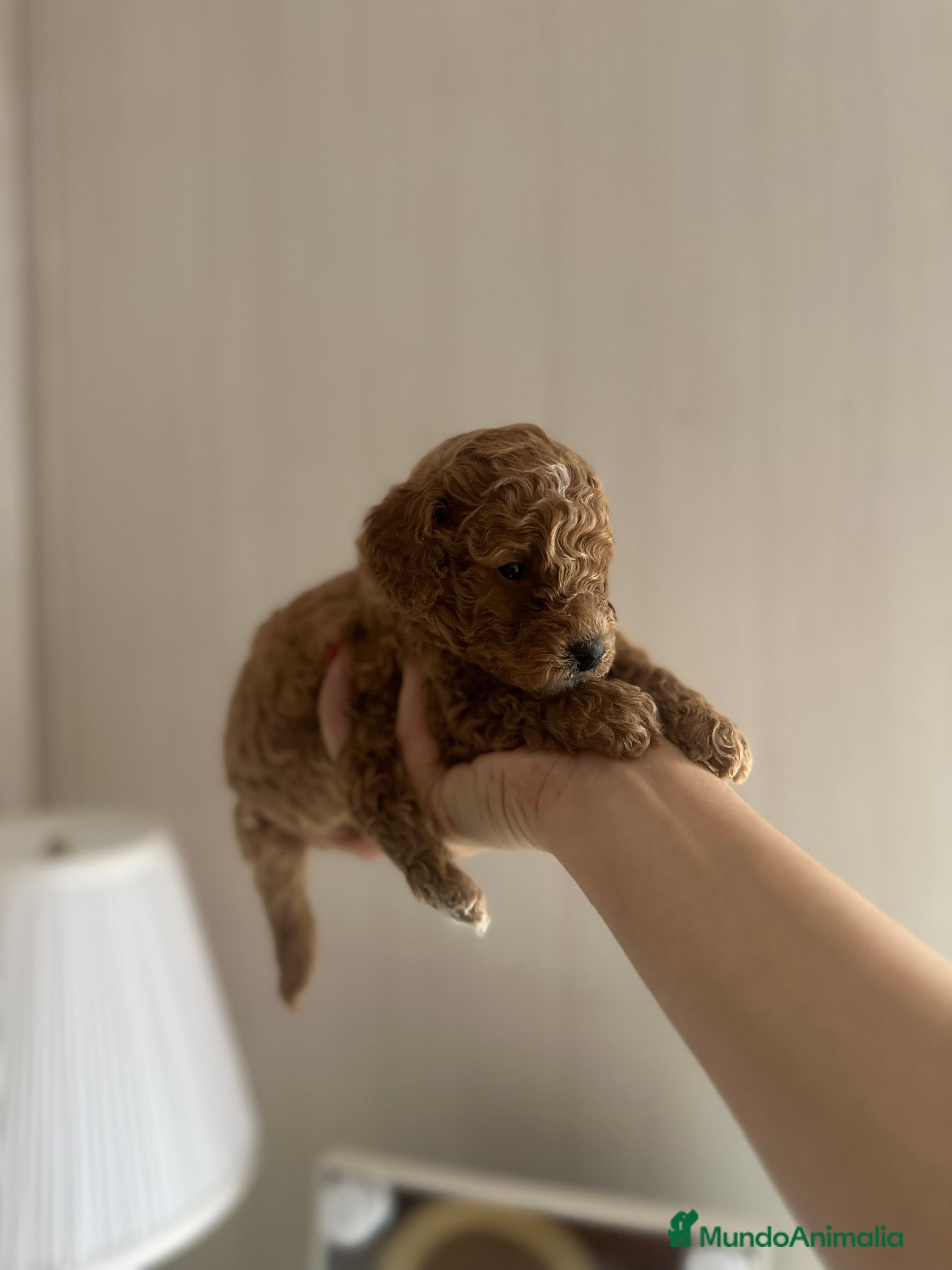 Caniche Toy perros Venta de caniche toy - Anuncio 4