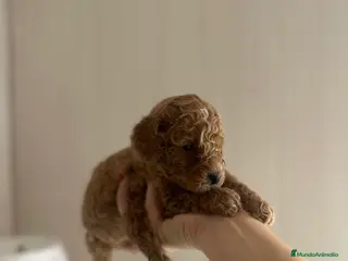 Caniche Toy perros Venta de caniche toy - Anuncio 4
