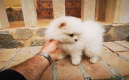Pomerania perros en venta: Bonitos Pomerania - Anuncio 3