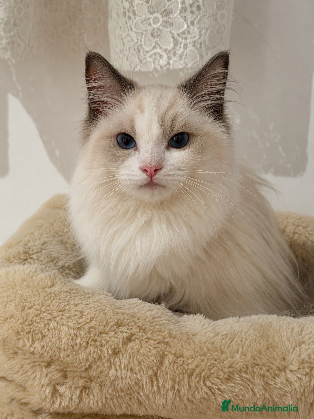 Ragdoll gatos Hembra Blue bicolor  - Anuncio 1